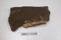 藏品(犀牛化石)的圖片